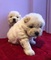 Camada cachorros chow chow