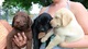 Camada de hermosos cachorros Labrador - Foto 1