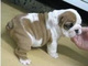 Dulces bulldog inglés para adopción - Foto 1