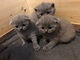 Excelente camada de gatitos British - Foto 1
