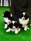 Fantastico Cachorros Border Collie - Foto 1