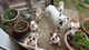Hermosos Cachorros de Bulldog inglés Para Adopción - Foto 1