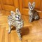 Hermosos gatitos serval y f1 savannah disponibles  