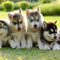 Impresionantes cachorros de husky siberiano para navidad - Foto 1