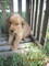 Impresionate Cachorros Golden Retriever - Foto 1