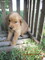 Impresionate cachorros golden retriever