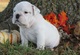 Magnifico cachorros bulldog ingles