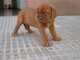 Magnifico cachorros dogue de bordeaux