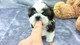 Maravillosos shih tzu cachorros disponibles ahora ..aaa