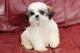 Maravillosos shih tzu cachorros disponibles ahora ..aaag