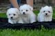 Mini bichón maltés toy ..aab