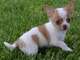 Miniatura cachorros chihuahua para regalo libre 13 semanas, bebé - Foto 1