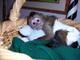 Monos capuchinos lindos para adopción ahora mismo