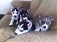 Nuestros cachorros de raza Siberian Husky - Foto 1
