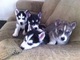 Nuestros cachorros de raza siberian husky