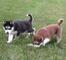 Precisos cachorros de Husky Siberiano con azul ojos - Foto 2