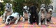 Qualidad gran danes cachorros disponables para adopcion ryr