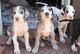 Qualidad gran danes cachorros disponables para adopcion ss