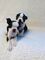 Regalo cachorros boston terrier