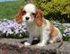 Rey cavalier charles spaniels