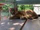 Serval y savannah, gatitos caracal disponibles