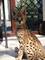 Serval y Savannah, gatitos caracal disponibles - Foto 2
