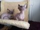 Sphynx Kittens Blue Eyes Ready Now - Foto 1