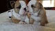 Super adorables cachorros de Bulldog Inglés - Foto 1