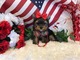 Tiny Teacup Cachorros Yorkshire Terrier - Foto 1