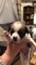 Adorable chihuahua para adopción