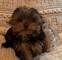 Biewer yorkshire terrier
