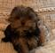 Biewer yorkshire terrier