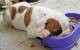 Cachorros de bulldog inglés para adopción - Foto 1