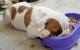 Cachorros de bulldog inglés para adopción