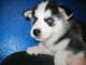 Cachorros de husky siberiano para adopción