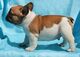 Cachorros únicos de bulldog francés  - Foto 1