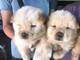 Chow Chow cachorros - Foto 1