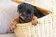 Estupendos cachorros de rottweiler pura raza para adopción - Foto 1