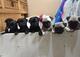 Excelentes cachorros de pug carlino para adopción