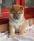 Excelentes cachorros de raza shiba inu para adoption