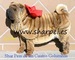 Impresionantes cachorros shar peis 100% americanos - Foto 1