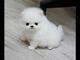 Los cachorros de pomerania blancos y de color sable más bonitos