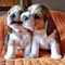Regalo cachorros beagle de aspecto agradable para su adopcion
