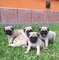 Regalo cachorros carlino pug para adoption
