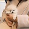 Regalo Cachorros Lulu Pomeranian Mini Toy para su adopcion libre, - Foto 1