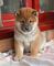 Regalo excelente cachorros shiba inu de 2 meses,