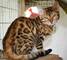 Regalo Fantastico Gatitos Bengala ,todos los gatitos están sanos - Foto 1