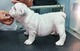 Regalo impresionate cachorros bulldog ingles