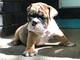 Regalo Impresionate Cachorros Bulldog Ingles - Foto 1