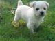 1 macho y 2 hembras de maltas bichon disponibles 4 x